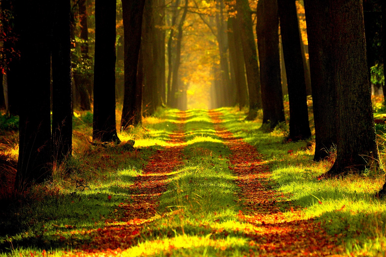 forest, path, trees-868715.jpg